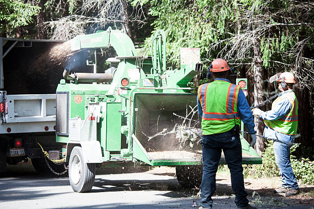 Best Tree Trimming and Pruning  in USA